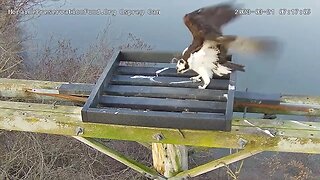 Male osprey flies in to check out nest platform at Moraine State Park in Butler County, PA