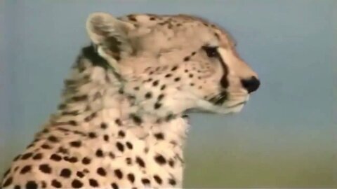 WATCH THIS! Cheetah Hunts Gazelle! EPIC!