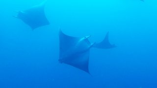 The magical underwater world of the Galapagos Islands