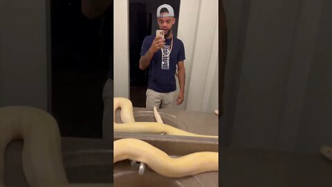 My Big Burmese Python Caught In The Bathroom! 🚽🐍