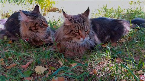 Maine Coons on a walk.