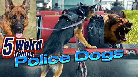 5 Weird Things - Police Dogs