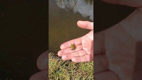 Alpine lake frog