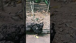 Galinha e galinha juntos em busca de comida diversão
