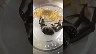 Ultimate Crab Birth Video #short #youtubeshorts #viral