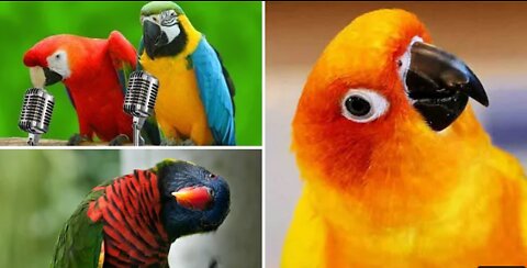 Birds cry heart out by performing their best songs