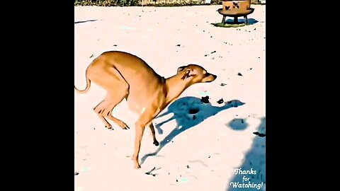 To watch a lot of fun 🐕 funny dog trending video