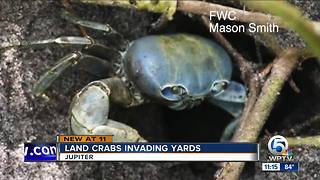 Land crabs putting homeowners in a pinch