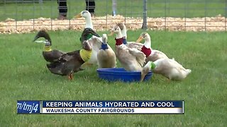 Keeping Animals Hydrated at the Waukesha County Fair