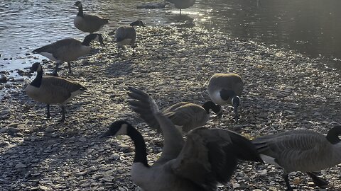 Angry birds Canada Geese edition