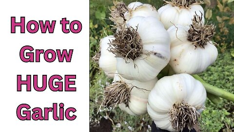 How to grow HUGE garlic bulbs and protect them
