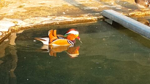 Korean Mandarin duck's in zoo.