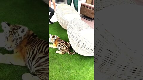 Tate bought Baby Tiger 🦁 from $93M Dubai Zoo🤯🔥