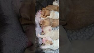 Sheba's Babies - Day 5