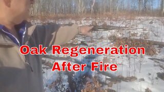 Oak Regeneration After Burning #short