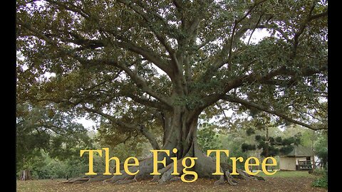 The Fig Tree