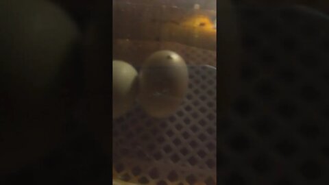 chicken egg incubation Pipping on day 20