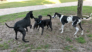 Great Dane and Puppy Have Fun Kicking up Dirt with Dog Friends