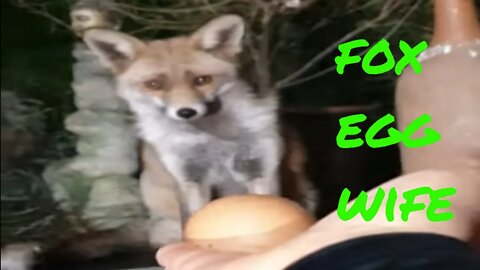 🦊Friendly urban #fox Ajax and my wife offering the egg - SHORT