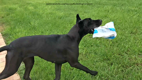 Funny Great Dane Tosses Amazon Prime Package in the Rain