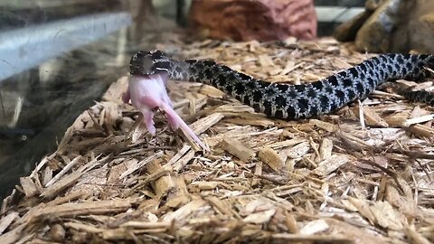 PYGMY RATTLESNAKE LIVE FEEDING | Kills and Eats Mouse