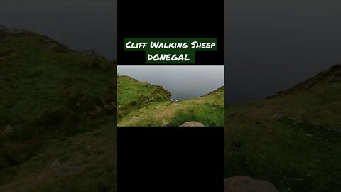 Cliff Walking Sheep DONEGAL #ireland #westcoast #donegal #slieveleague #sheep #shorts