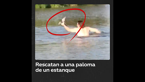 Paloma se cree pato y decide nadar en un estanque