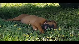 Gorgeous Wrinkly Ridgie Puppy Doing Lazy Play In The Shade