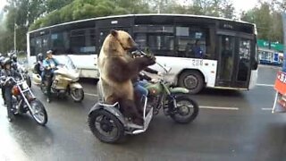 This motorcycle-riding bear does not like traffic
