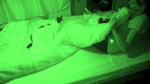Lively Cats Play In Bed While Owner Is Sleeping