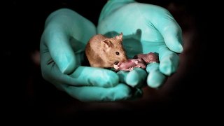 Same-Sex Mice Give Birth Thanks To Gene Editing