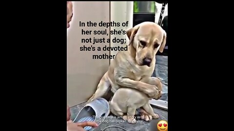 Mother dog stands up to protect her little baby❤️😍