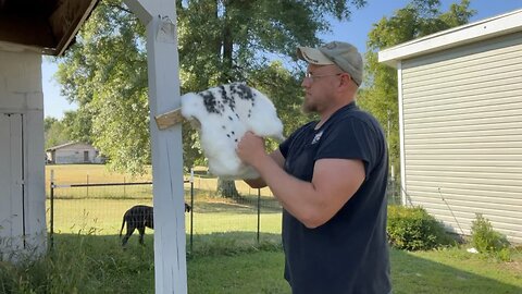 Working The Rabbit Hide 🐇 #ChamberlinFamilyFarms #rabbit #hides #furs