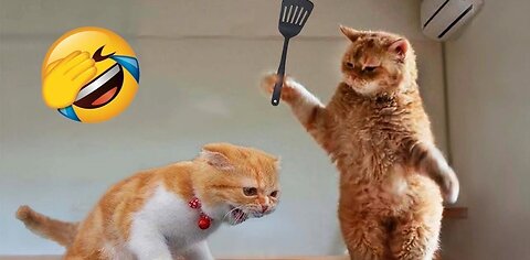 Funny cats video completion😂😂|funniest cats 2023| dailyfunworld