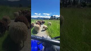 Regenerative farming driveway maintenance with Sheep and Goats