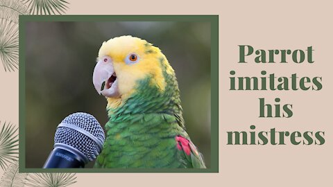 Parrot imitates his mistress