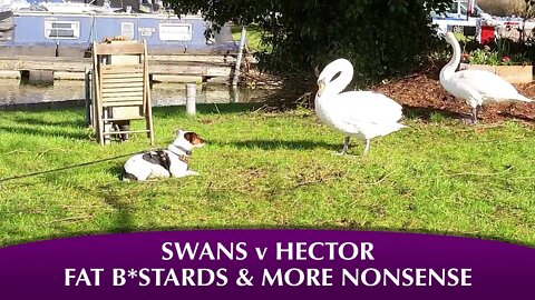 Swans v Hector and the usual nonsense from the narrowboat