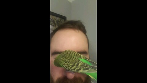 Parakeet lands on my nose and has a staring contest
