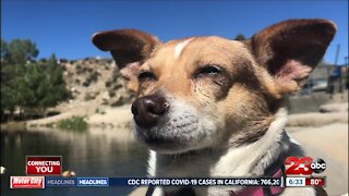 Kern County Animal Services steps behind North Complex Fire lines to rescue animals