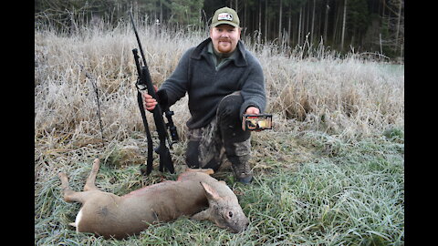 Hunting roe deer in Norway - driven hunt