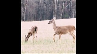 Deer on camera