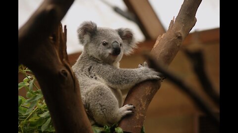 Top 10 Facts about Koalas 01