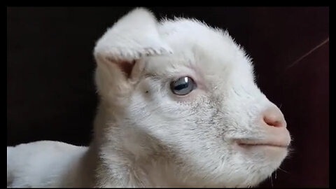 Beautiful goat 🐐