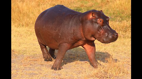 Super Cute baby hippo 🤗🙂