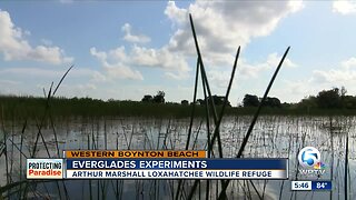 Everglades experiments in Western Boynton Beach
