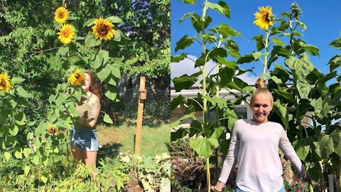 Tu peux te faire livrer des semences de tournesols gratuites partout au Québec