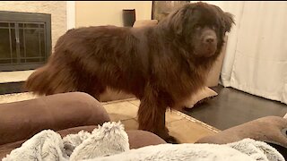 Needy Newfoundland acts out for attention
