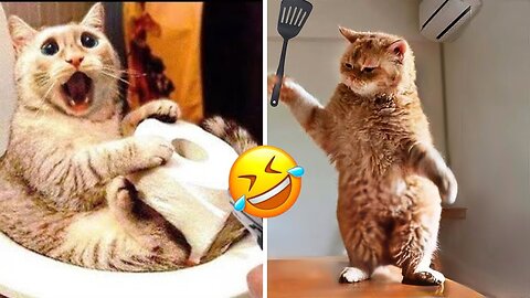 So funny cats compilation 2024