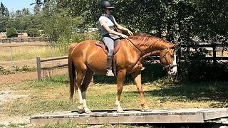 Taking My Homebred Youngster & Rescue Horse Through a Trail Course