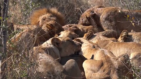 Brutal Lions Hunting Buffalo and Devouring
